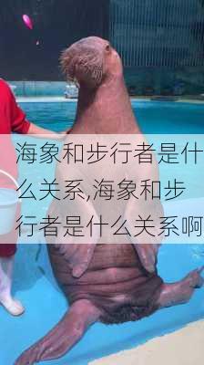 海象和步行者是什么关系,海象和步行者是什么关系啊