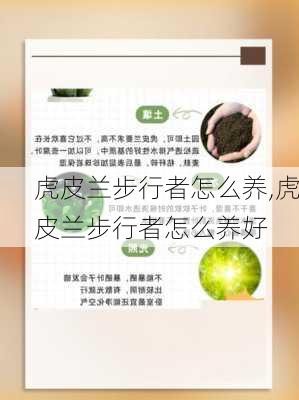 虎皮兰步行者怎么养,虎皮兰步行者怎么养好